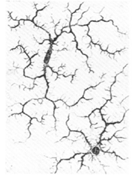 cellules microgliales