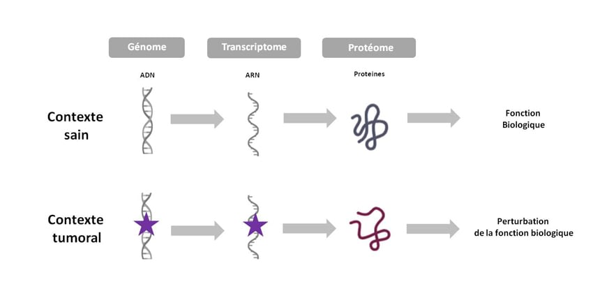 L’étude protéomique, une nouvelle perspective pour l’étude et le traitement des cancers