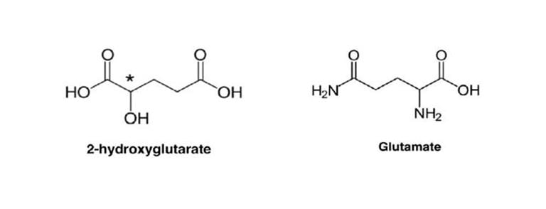 Structure du 2-hydroxyglutarate et du glutamate